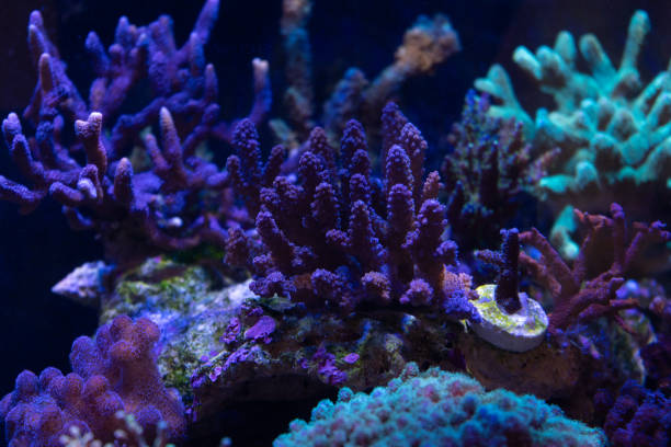istock marine life and corals on reef 1015162732