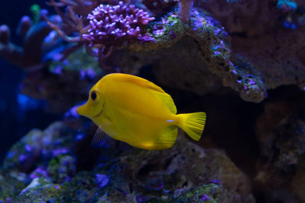 istock marine life and corals on reef 1015162776