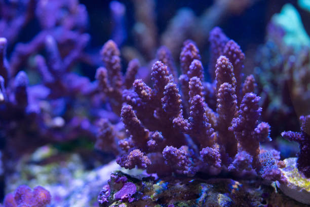 istock marine life and corals on reef 1015162790