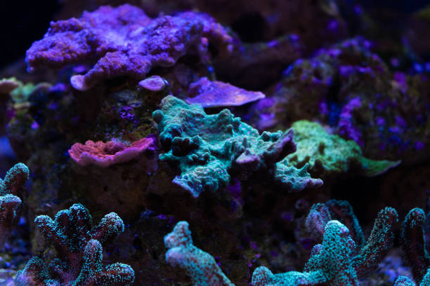 istock marine life and corals on reef 1015162822