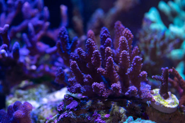 istock marine life and corals on reef 1015162826