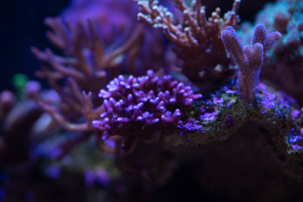 istock marine life and corals on reef 1015162834