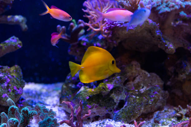 istock marine life and corals on reef 1015162852