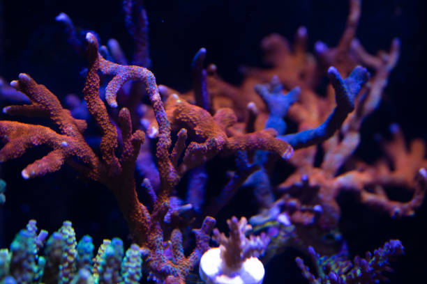 istock marine life and corals on reef 1015162860