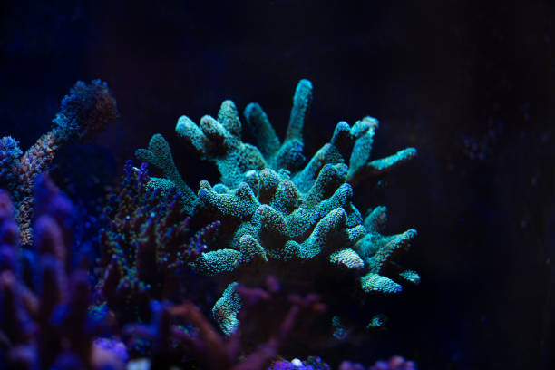 istock marine life and corals on reef 1015162892
