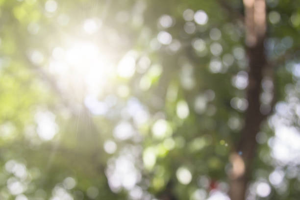 istock Natural spring blurred green leaves background. Create light soft colors and bright sunshine a short time before sunset tree in forest tropical. 1015165710