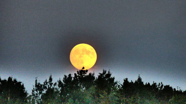 istock Full moon above the fir trees 1015166090