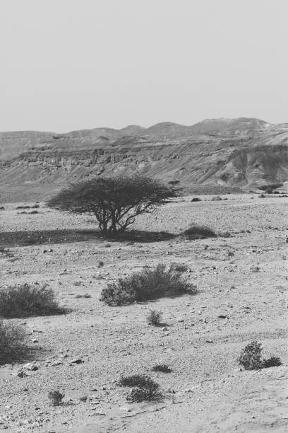 Life in a lifeless infinity of the Negev Desert in Israel. Breathtaking landscape and nature of the Middle East. Black and white photo