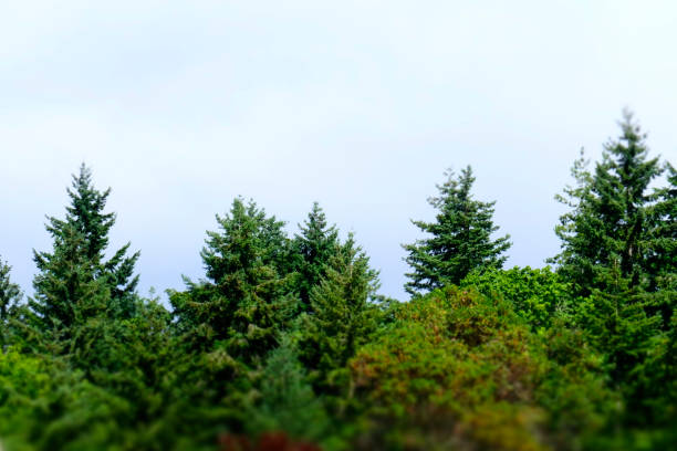 above the evergreens