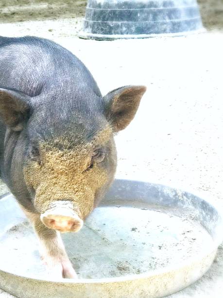 istock Dirty Face Pot Bellied Pig 1015172030