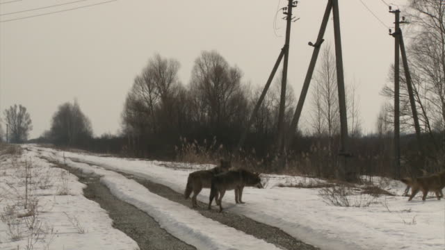 Three wolves walking around the old city in Chernobyl zone.
