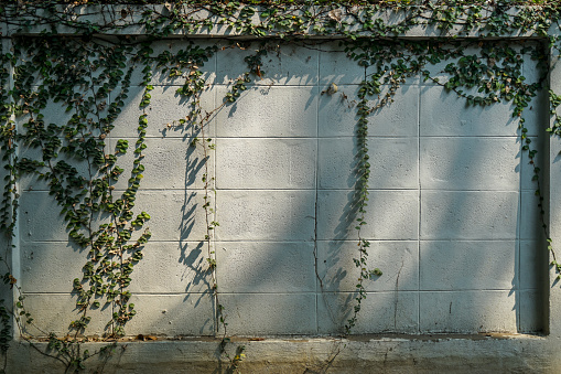 Green creeping plant on white paint brick wall copy space with sunlight shadow, Chiangmai, Thailand