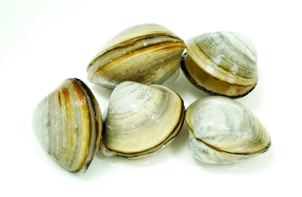 istock Seashells at the west coast tidal flat 1015192970