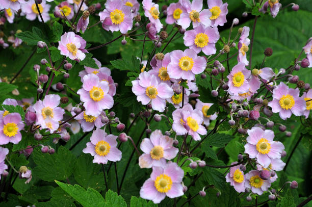 pink japanese anemones in summer flowerbed in summer with pink anemone hupehensis, japanese anemones japanese anemone windflower flower anemone flower stock pictures, royalty-free photos & images
