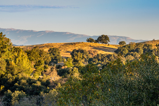 Early morning  landscape in rural countryside, mountains and oak trees