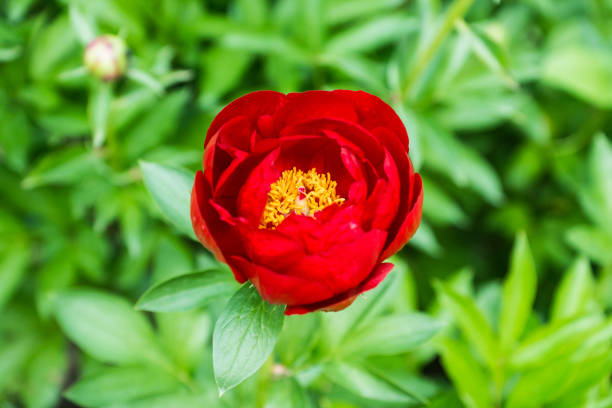istock Blooming peony in the garden 1015203916