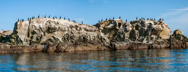 Two photo panorama of various species of cormorants and seagulls sunning themselves.