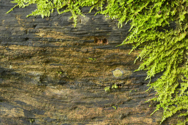 istock Details of the nature 1015204344