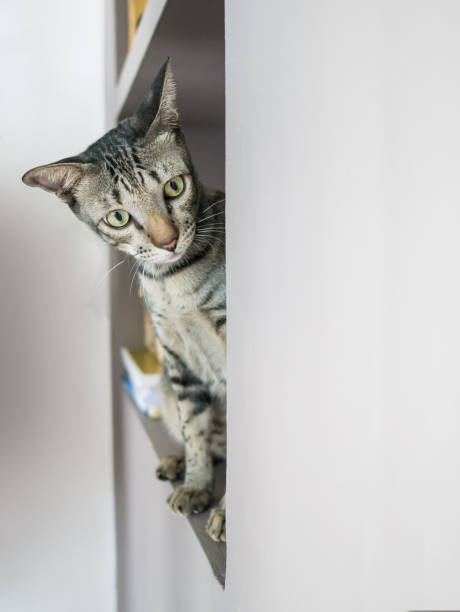 istock Portrait of Siamese tabby cat 1015206716