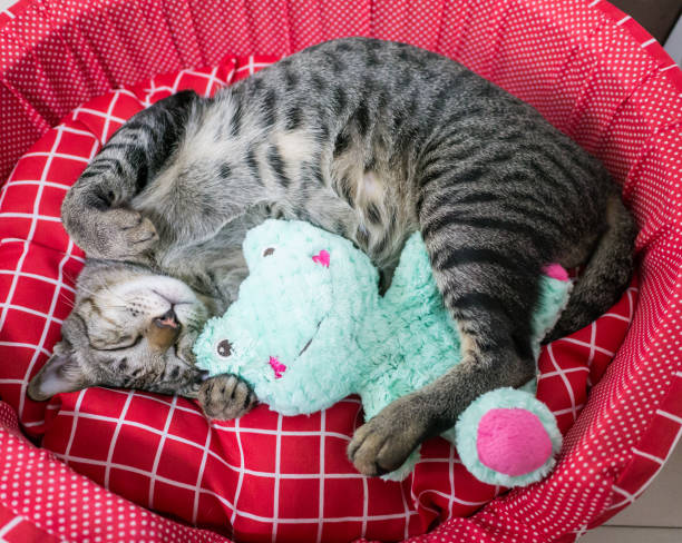 istock cat relax on red pet padding 1015206798