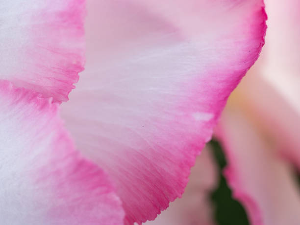 istock close up bloom pink Adenium flower 1015206822