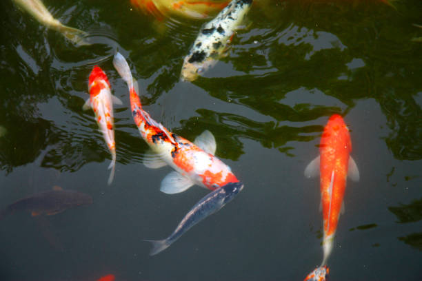 istock Tropical Exotic Fish underwater. A China travel 1015217976