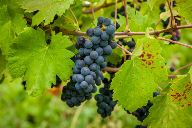 istock Bunch of grapes on a vine 1015230178
