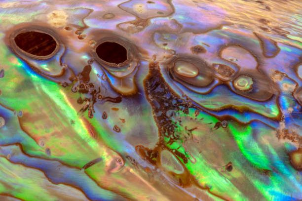 istock Colorful iridescent surface of abalone shell, close-up photo 1015232936