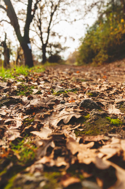 istock Dry Leaves on Road 1015238250