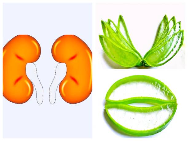 istock Kidney care and aloe vera latex 1015241000