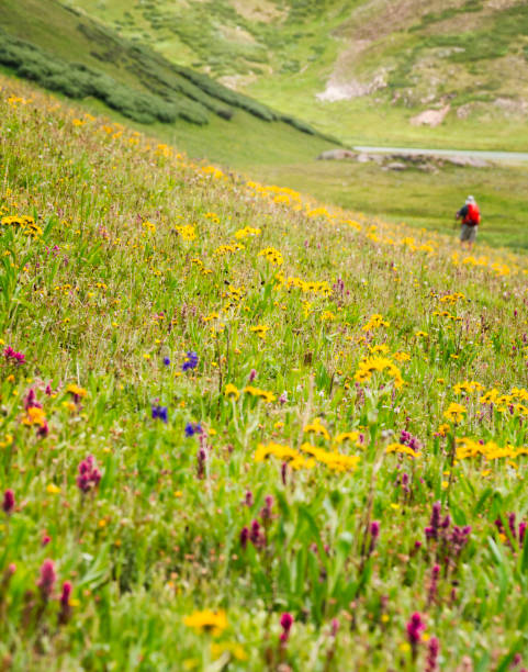 istock Wildflower meadow in San Juan Mountains 1015243554