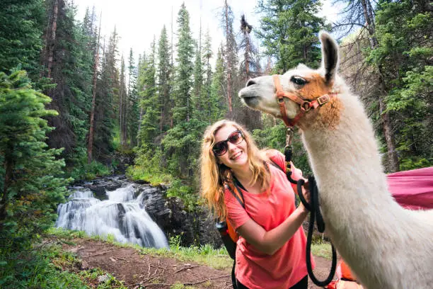 Smiling blond teenage girl with a white llama in the San Juan Mountains on the Highland Mary Lakes trail beside a waterfall, Weminuche Wilderness, Rocky Mountains, Silverton, Colorado, USA