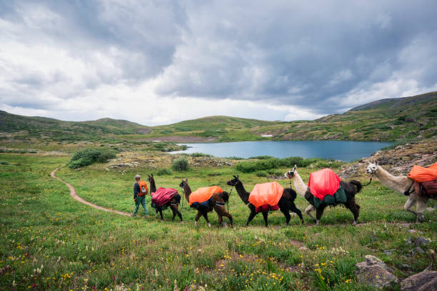 wiodące lamy w górach san juan, kolorado - pack animal zdjęcia i obrazy z banku zdjęć