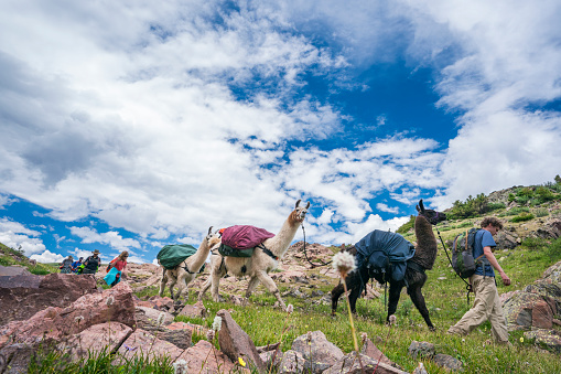 A man in his 20's leads a trio of llamas and several hikers trek along a dirt trail  above tree line in the San Juan Mountains on a cloudy summer day, Weminuche Wilderness, Rocky Mountains, Colorado, USA