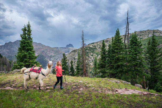 istock Girl with llama in Rocky mountains 1015243778