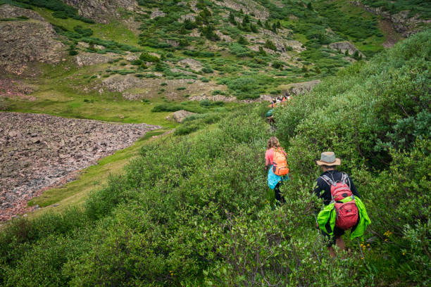 istock Hiking through willows in Weminuche 1015243824