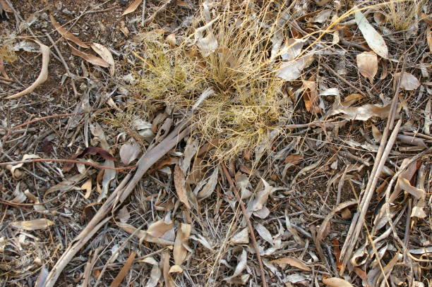 local native Australian leaf litter with gum tree branches and leaves on the ground in a forest area, rural New South Wales, Australia