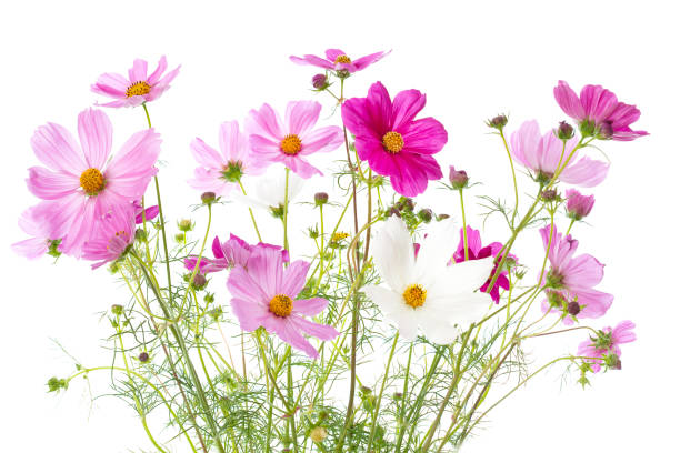 コスモスの花色花白で隔離 - cut flowers bouquet flower flower arrangement ストックフォトと画像