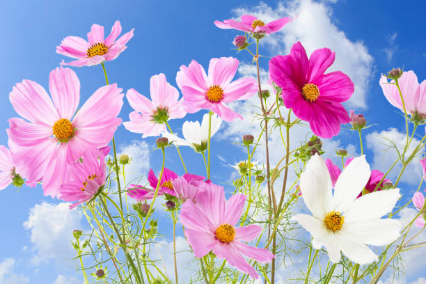 夏の空の前にコスモスの花色の花 - cosmos flower cut flowers daisy family blue ストックフォトと画像