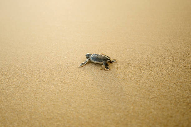 istock Baby turtle walking on the sandy beach 1015250248