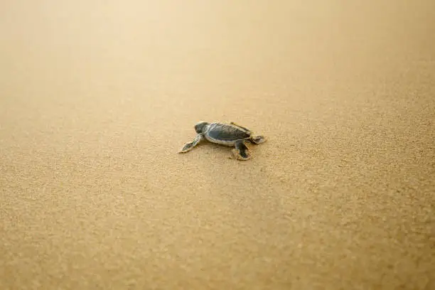 Image of baby turtle walking on the sandy beach at Pangumbahan beach, Sukabumi, West Java, Indonesia