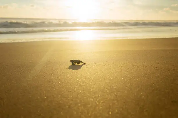 Picture of baby turtle walking towards the ocean after hatching at Pangumbahan beach, Sukabumi, West Java
