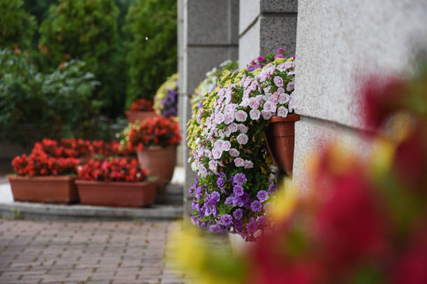istock Beautiful flowers in pot on window 1015250472