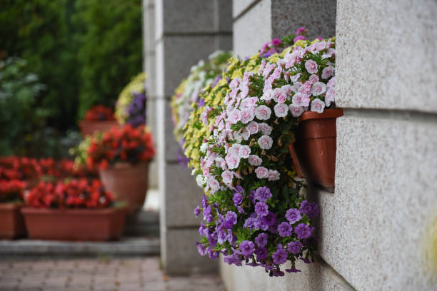 istock Beautiful flowers in pot on window 1015250476