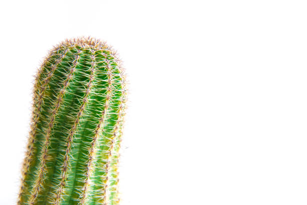 istock Cactus isolated on white background. Minimal style for cactus trendy. 1015255154