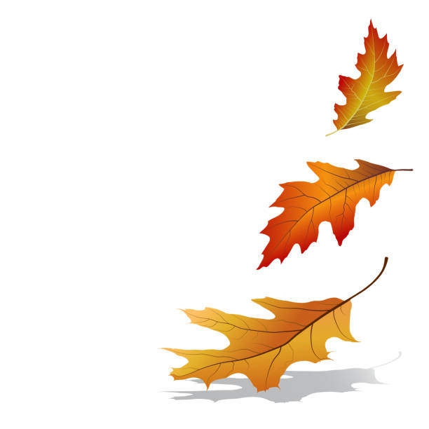 ilustraciones, imágenes clip art, dibujos animados e iconos de stock de autumn leaves falling - hojas volar eps