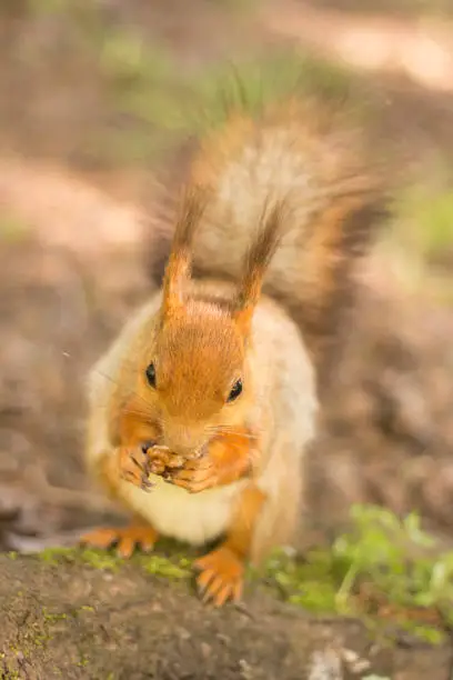 squirrel animal nature mammal red rodent cute wildlife tail wild eating fur animal nut park brown fluffy forest