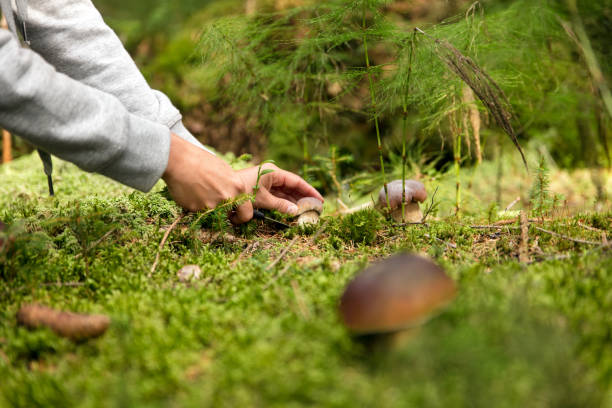 boletus edulis in den wald, pilze, pilze aus dem boden und den feinschmecker finden - pilze wald deutschland stock-fotos und bilder