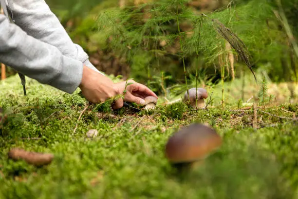 Photo of Boletus edulis in the forest, mushrooming and finding the gourmet mushrooms