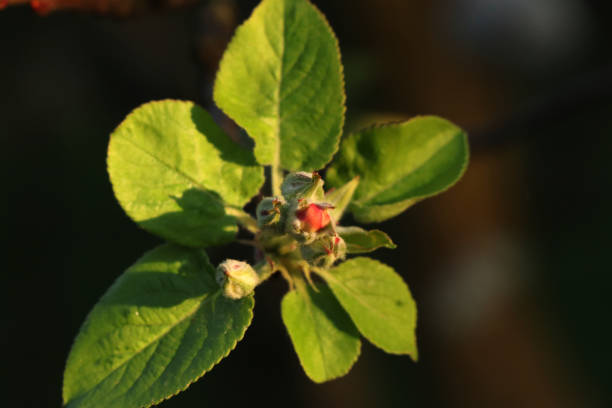 istock A three fruit bud with many leaves on apple tree. A beautiful light in golden hour make picture amazing. A beginning new era is here 1015261014
